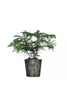 Araucaria in vaso