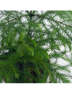 Araucaria in vaso 2