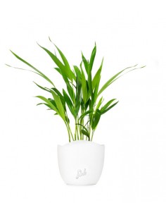Areca Dypsis Lutescens 2