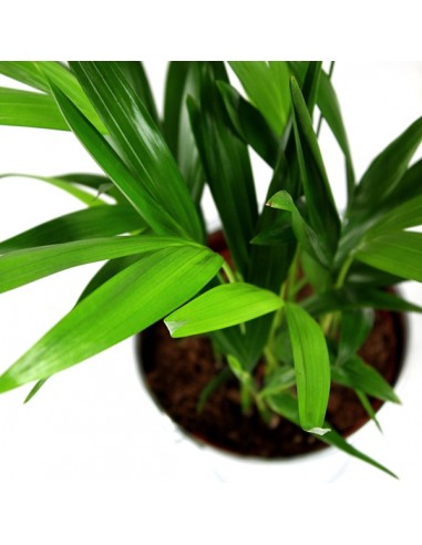 Areca Dypsis Lutescens