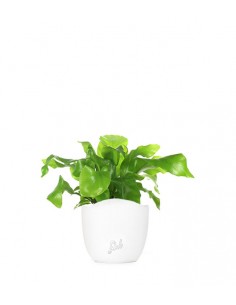 Asplenium