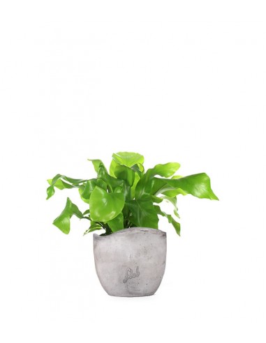 Asplenium