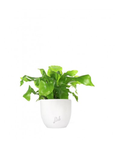 Asplenium