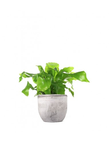 Asplenium