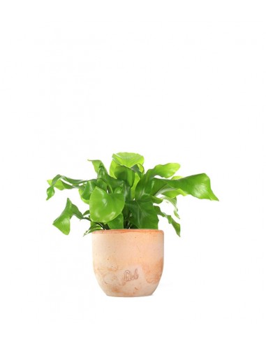 Asplenium