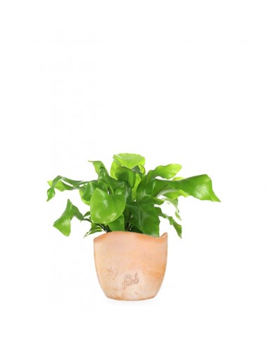Asplenium