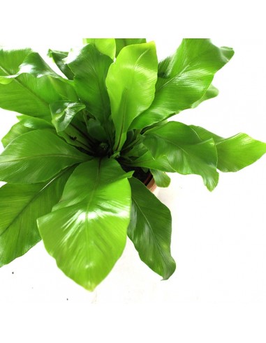 Asplenium