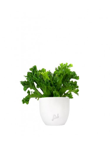 Asplenium Antiquum Leslie