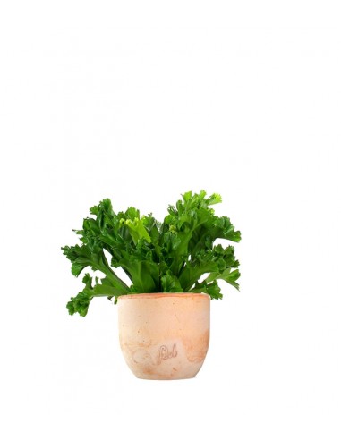 Asplenium Antiquum Leslie