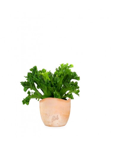 Asplenium Antiquum Leslie