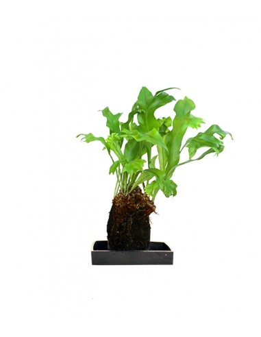 Asplenium antiquum leslie su roccia...