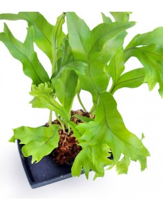 Asplenium antiquum leslie... 2