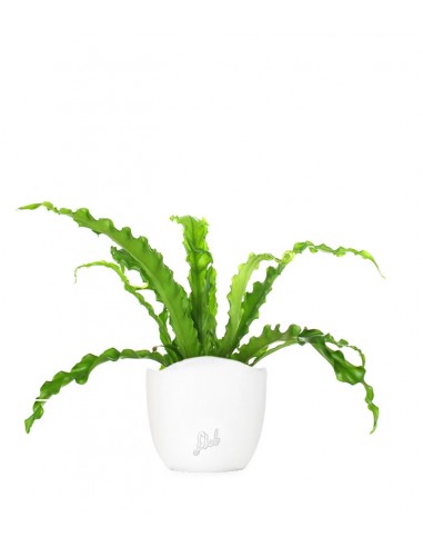 Asplenium antiquum osaka