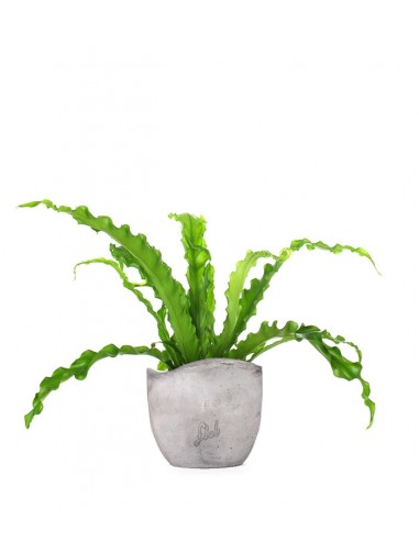 Asplenium antiquum osaka