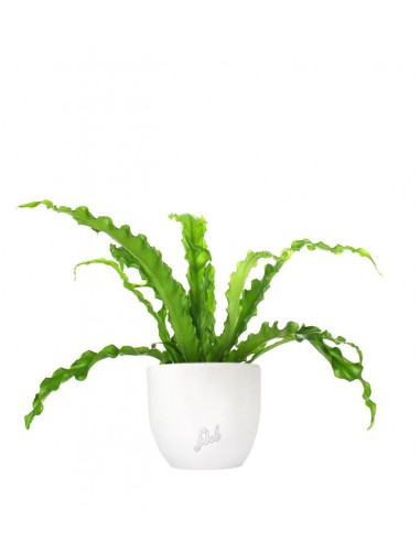 Asplenium antiquum osaka