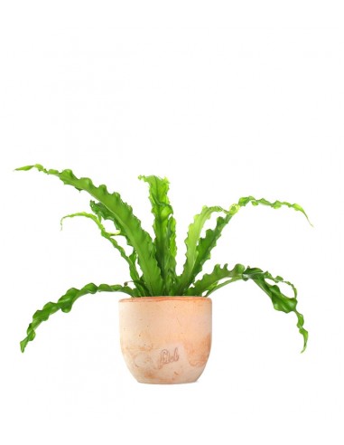 Asplenium antiquum osaka