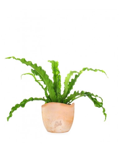 Asplenium antiquum osaka