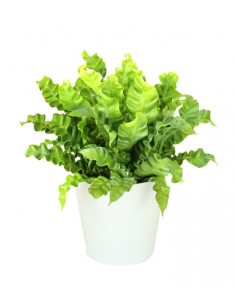 Asplenium Crispy wave vaso 17 2