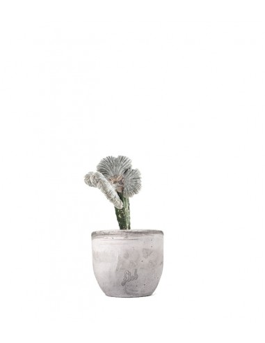 Astrophytum coahuilense crestato