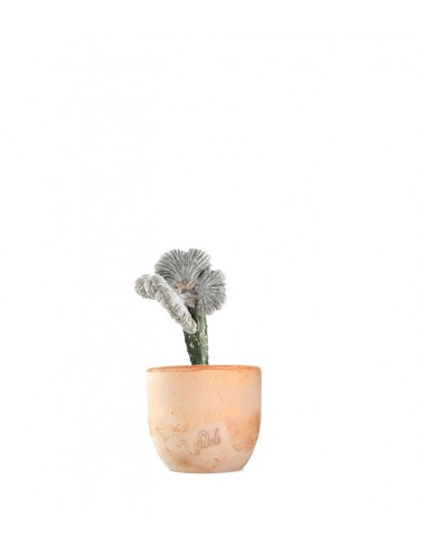 Astrophytum coahuilense crestato
