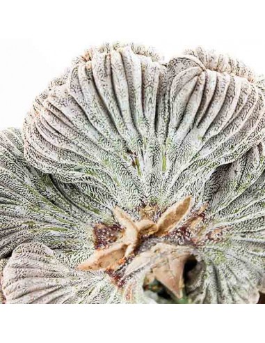 Astrophytum coahuilense crestato