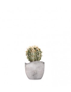 Astrophytum Fukuryu 2