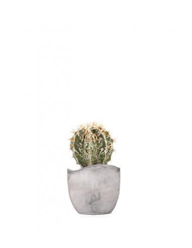 Astrophytum Fukuryu