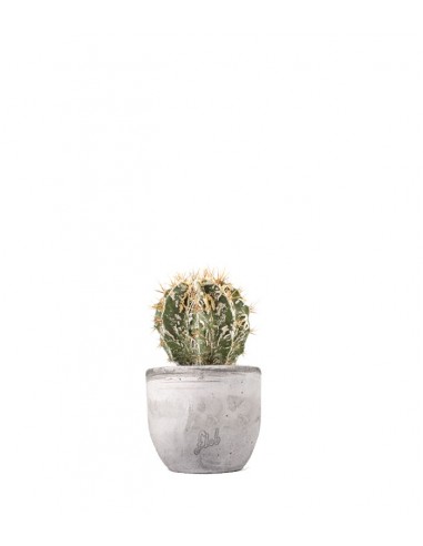 Astrophytum Fukuryu