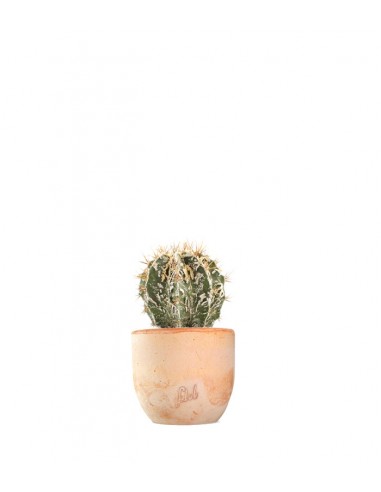 Astrophytum Fukuryu