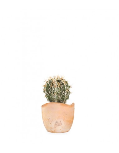 Astrophytum Fukuryu