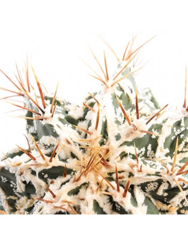 Astrophytum Fukuryu