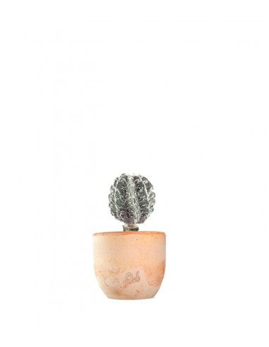 Astrophytum myrostigma cv. Hanakago