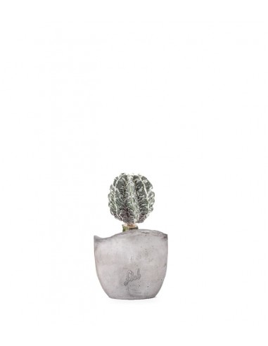 Astrophytum myrostigma cv. Hanakago