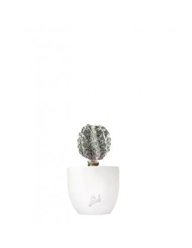 Astrophytum myrostigma cv. Hanakago