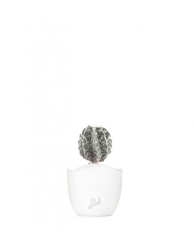 Astrophytum myrostigma cv. Hanakago
