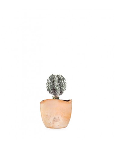 Astrophytum myrostigma cv. Hanakago