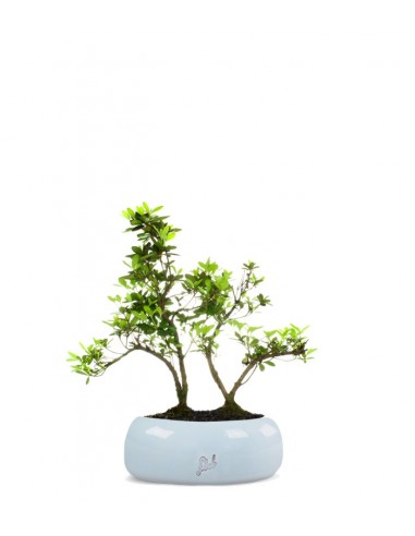 Azalea boschetto