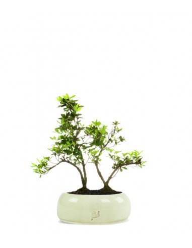 Azalea boschetto