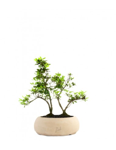 Azalea boschetto