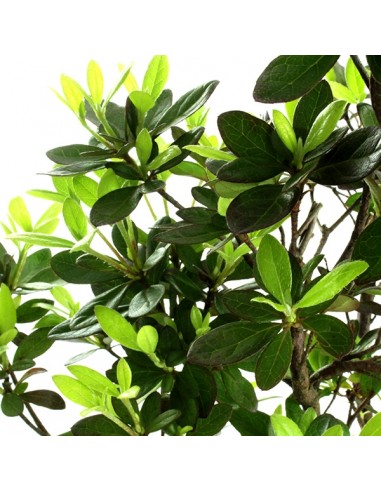 Azalea boschetto