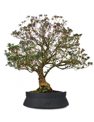 Azalea Giapponese XL