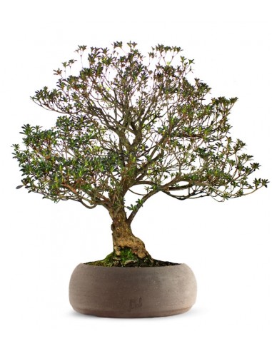 Azalea Giapponese XL