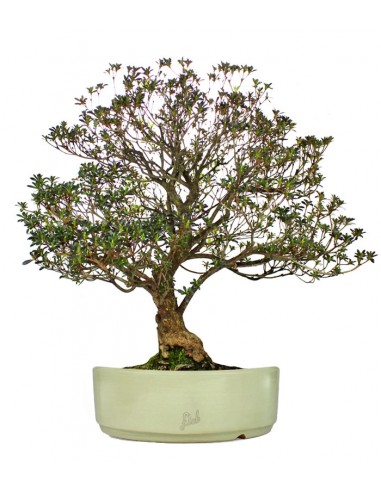 Azalea Giapponese XL