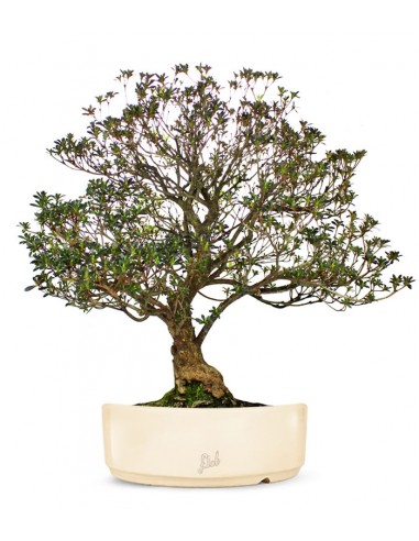 Azalea Giapponese XL