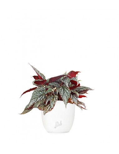 Begonia Rex grigia