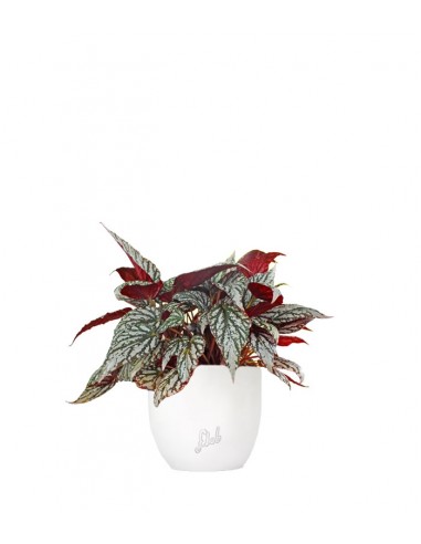 Begonia Rex grigia