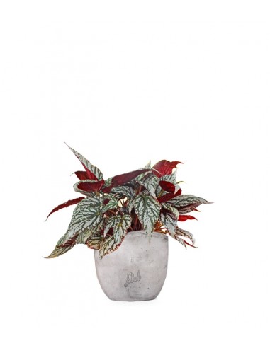 Begonia Rex grigia