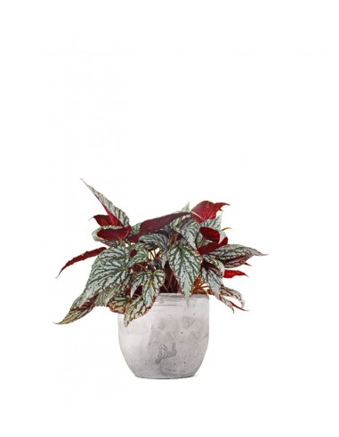 Begonia Rex grigia