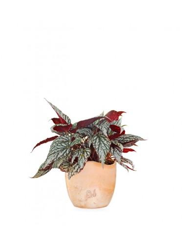 Begonia Rex grigia