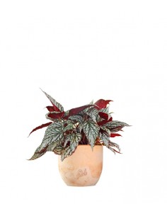 Begonia Rex grigia 2